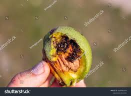 Image result for Rhagoletis completa