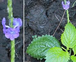 Image result for Stachytarpheta cayennensis