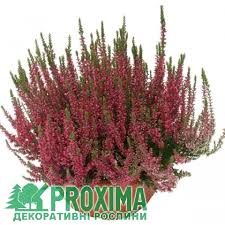 Вереск обыкновенный (callúna vulgáris) — растение, относящееся к роду вереск (calluna salisb.) и семейству вересковые. Veresk Obyknovennyj Samara Veres Zvichajnij Samara Calluna Vulgaris Samara Cena Kupit Kiev Uhod Posadka Opisanie Foto