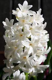 Check spelling or type a new query. Spring Beautiful Flowers White Flowers Spring Flowers