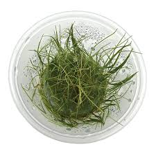 Image result for Eleocharis caduca
