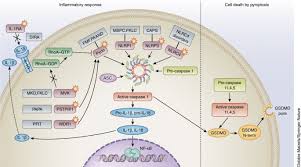 The Monogenic Autoinflammatory Diseases Define New Pathways In Human Innate Immunity And Inflammation Nature Immunology