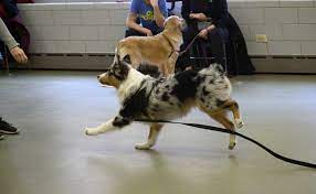 What's the best way to train a dog? Best Dog Training In Chicago Tucker Pup S Pet Resort