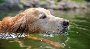 Senior Dogs Retrieve A Golden Of The Midwest