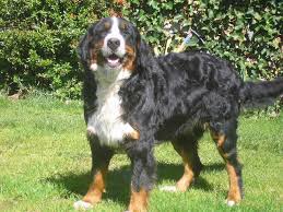 Dort bewachte er haus und hof, half beim. Swissy Dog