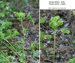 Image result for Oxalis oligotricha