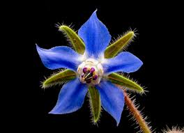 Image result for Borago officinalis