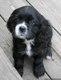 Black And White Spaniel Puppy Black And White Sprocker Spaniel Pup Cute Puppies Sprocker Spaniel Spaniel