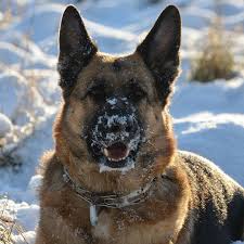 Krzysztof Galazka Galazka Krzysztof En Instagram Aksa Germanshepherd Germany Owczarekniemiecki Pies Wolf German Shepherd Puppies German Shepherd Gsd