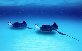 Pin On Stingray