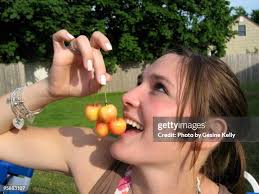 165 Rainier Cherry Stock Photos, High-Res Pictures, and Images