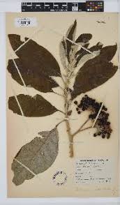 Image result for Solanum litoraneum