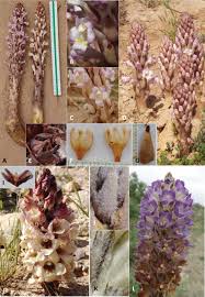 Image result for Cistanche tinctoria