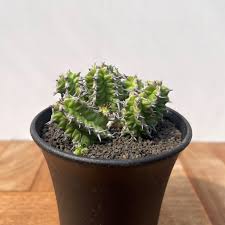 Image result for Monadenium pseudoracemosum