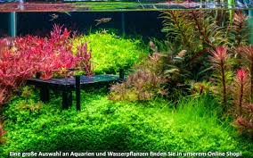 Double sword endler available 9850499523. Endler Guppy Poecilia Wingei Haltung Und Pflege Im Aquarium Zooplus