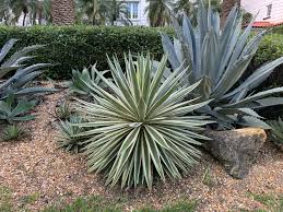 Image result for Fuerstia angustifolia