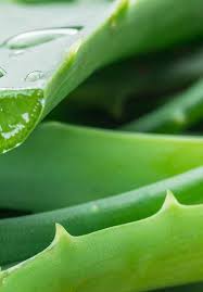 Image result for Vernonia musofensis