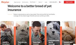 Pet dental insurance makes it more affordable to provide necessary dental care for your while many of the insurance companies only cover dental care associated with accidents, you may find that others offer coverage for. Petplan Pet Insurance Review Updated Oct 2019 Insuranceranked