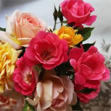 Image result for Hermannia micropetala