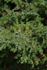 Image result for Juniperus