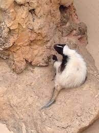 Rancho Texas Skunk Skunk Wildlife Pets