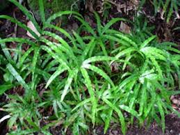 Image result for Pteris cretica