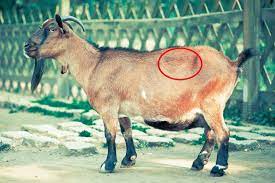 Goat Bloat Symptoms Treatment And Prevention Backyard Goats