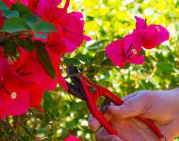 Le bougainvillier est une plante ainsi, parmi les soins du bougainvillier , se trouve le fait d'installer un support ou une structure de pour que les fleurs poussent fortes et belles, un engrais organique est recommandé en hiver et un. Bougainvillier Plantation Taille Et Conseils D Entretien