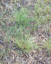 Image result for Eragrostis plana