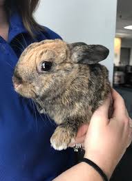 I have pictures with 4 bunnies surrounding a unit as they graze at the endless buffet.see pictures read more 1.0 out of 5 stars tha rabbits have made friends with these and like to eat grass right next to them Fun Facts About Rabbits Columbus Humane