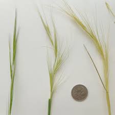 Image result for Aristida stipoides