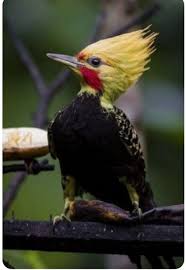 Brown Bird With Red Mohawk Pin On Mas Pajaros 2