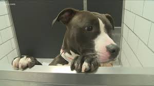 National adoptable and lost & found database. Wny Animal Shelters Looking For More People To Adopt Donations Wgrz Com