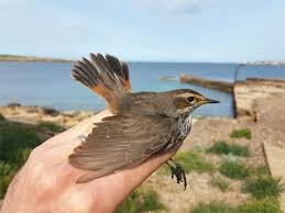 Image result for Sparrow image ico