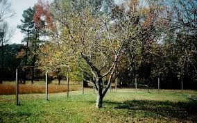 The north carolina department of agriculture has recognized this farm as having remained in my family for over one hundred years, hence the name century farm orchards. Small Fruits And Tree Fruit Workshop Morning Ag Clips