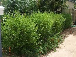 Image result for Dodonaea viscosa