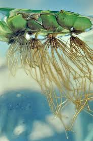 Image result for Salviniaceae