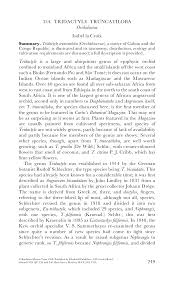 Image result for Nephrangis filiformis