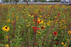 The latter is a simpler version that just requires you to add water and place the seed balls in a sunny spot and watch how your remember that wildflowers grow in fields when in nature. Economic Impact Of Using More Native Plants On Our Roadways Florida Association Of Native Nurseries Fann