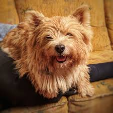 Maybe you would like to learn more about one of these? 12 Trendy Small Dog Breeds That People Rush To Buy But Then Give Up On Quickly