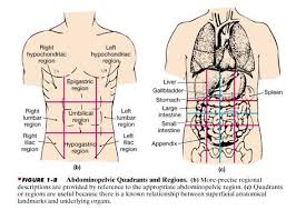 This abdominal regions and quadrants quiz will test your knowledge on the regions and quadrants of the body for anatomy and physiology. Abdominal Organs Abdominal Organs Quadrants Ultrasound School Nursing Study Medical Coding
