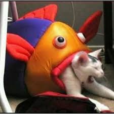 The Tables Have Turned Cat Memes Cry Baby Memes