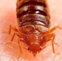 With recurring pest control services from a. Pest Control Exterminators In New York City Brooklyn And Queens 24 Hour Pest Control In New York City Can Help Rid Your Home Of Bed Bugs Roaches Ants And More Call