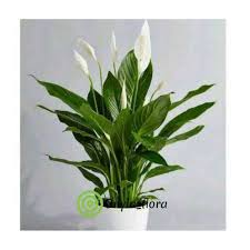 Tanaman hias dapat mempercantik teras maupun ruangan di rumah anda. Jual Bisa Cod Tanaman Hias Murah Bunga Hidup Spatuphilum Peace Lily Taneman Pembersih Udara Peace Lili Terbaru Juli 2021 Blibli
