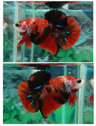 Pin On Koi Bettas