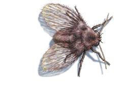 We're going to share the top. Moth And Drain Fly Control Facts And Information Terminix