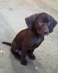 They are also known as the hungarian pointer. Vizsla Puppies For Sale Petfinder