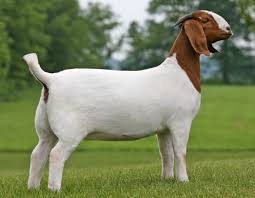 Since the first nike air max 180 in 2005, kanye has set unparalleled standards for progressive sneaker design. Best Boer Goat Clip Art 20680 Clipartion Com