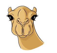 Right answer) an interesting test of vision #01. Camel Face Front View By Simpledrawingguides On Deviantart