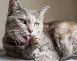 Pictures of gray tabby cats. 142 Grey Tabby Cat Names You Ll Love Faqcats Com